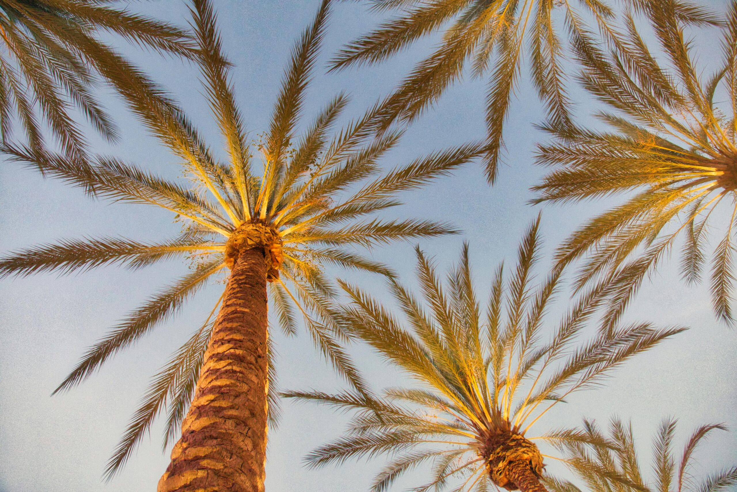 Looking up at palm trees under a clear blue sky in Irvine, California.